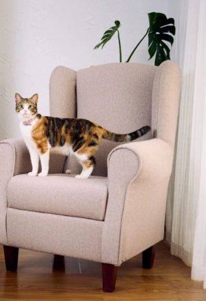 Tejidos especiales para mascotas